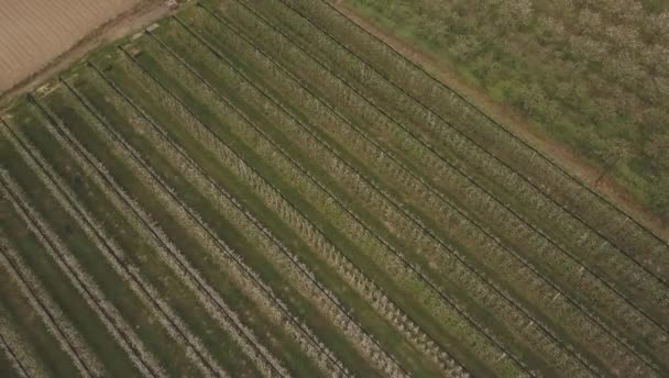 Blossoming apple orchard — Stock Video