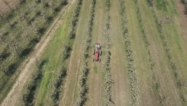 Pomar de maçã florescente — Vídeo de Stock