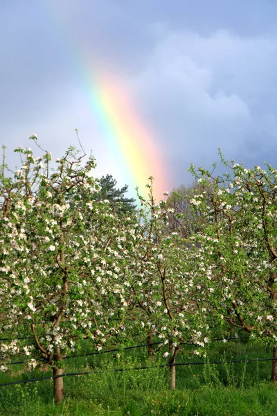 rainbow over blossoming apple orchard