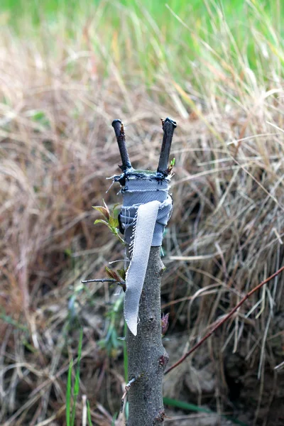 Árvore de fruto enxertada em um pomar — Fotografia de Stock