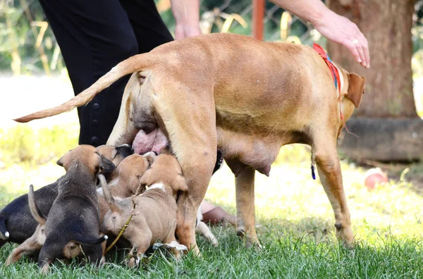 Amerikai staffordshire terrier kölyökkutyák, kép-ból etetés-a nő kutya egy — Stock Fotó