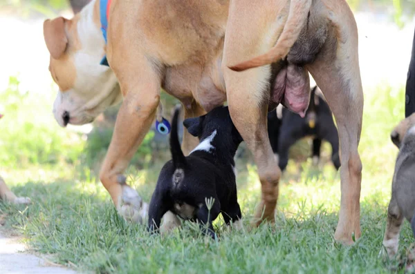 Kvinno-hund av amerikanen staffordshire förfärlig utfodring upp valpar — Stockfoto