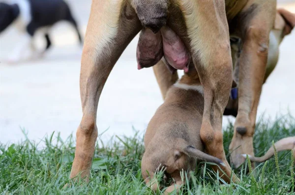 Kvinno-hund av amerikanen staffordshire förfärlig utfodring upp valpar — Stockfoto