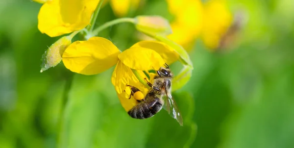 蜜蜂在圣约翰麦汁草本 — 图库照片