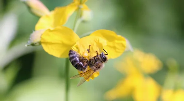 蜜蜂在圣约翰麦汁草本 — 图库照片