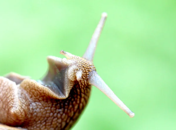 Lumaca da giardino, da vicino — Foto Stock