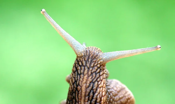 Caracol de jardín, de cerca — Foto de Stock