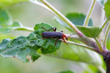 bir böcek bir elma yaprağı üzerinde görüntü