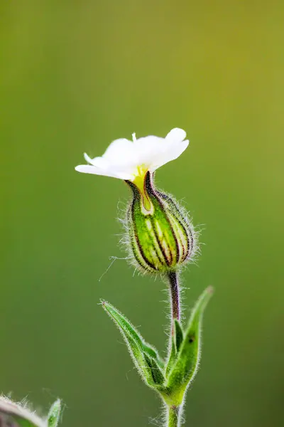 Flor de la planta silvestre de cerca, concepto de la naturaleza —  Fotos de Stock