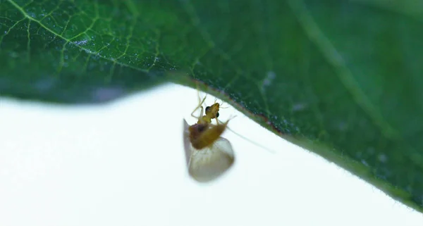 Insecte sous une feuille de pomme — Photo