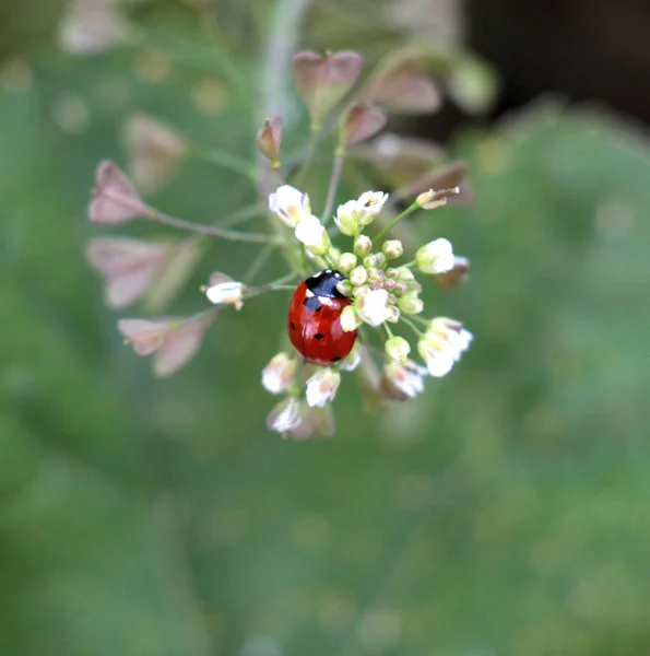 Vackra nyckelpiga på gröna vilda växter blomma, — Stockfoto