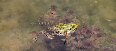 su kurbağa, hayvan Tema,