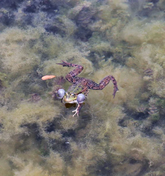 Water frog ,animal theme, — Stock Photo, Image