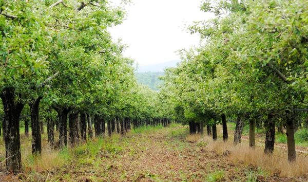 Apple orchard in may, — Stock Photo, Image