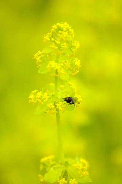 Voar em uma flor selvagem amarela — Fotografia de Stock