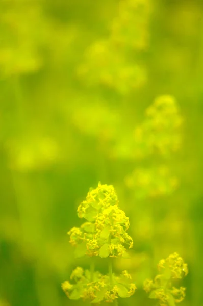 野生植物の花 — ストック写真