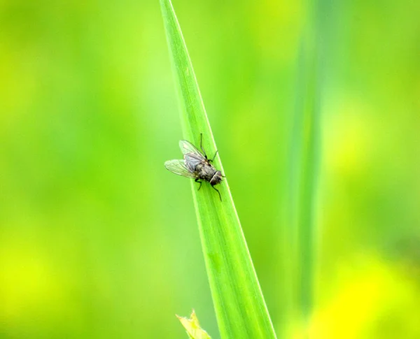 Volare su un fiore selvatico giallo — Foto Stock