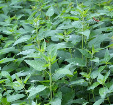 Ortak ısırgan (urtica dioica)