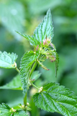 Ortak ısırgan (urtica dioica)