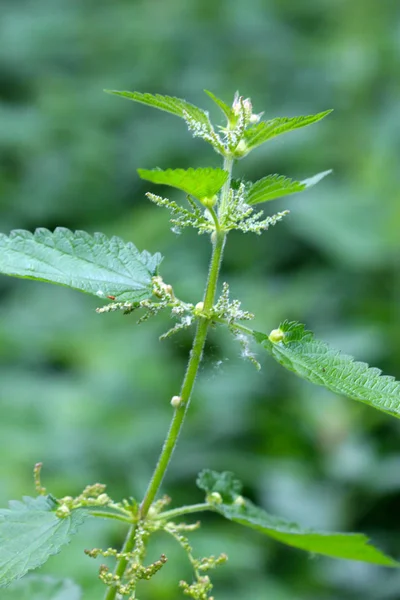 Wspólnej pokrzywy (urtica dioica) — Zdjęcie stockowe