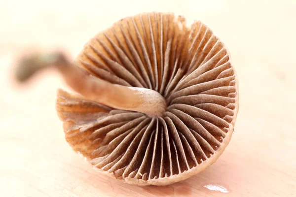 Wild Mushroom,close up shot — Stock Photo, Image