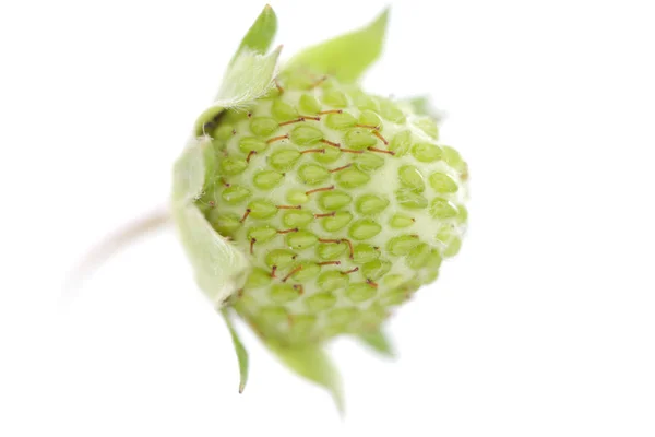 Frutta alla fragola, verde acerba, studio sho — Foto Stock