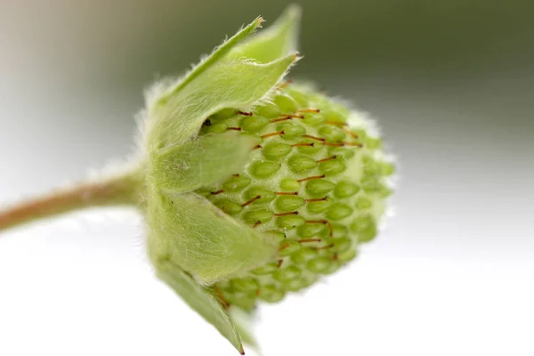 Erdbeerfrucht, unreif grün, Studioaufnahme — Stockfoto