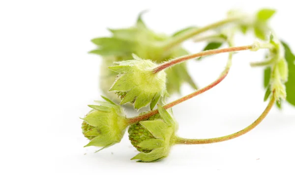 Erdbeerfrucht, unreif grün, Studioaufnahme — Stockfoto