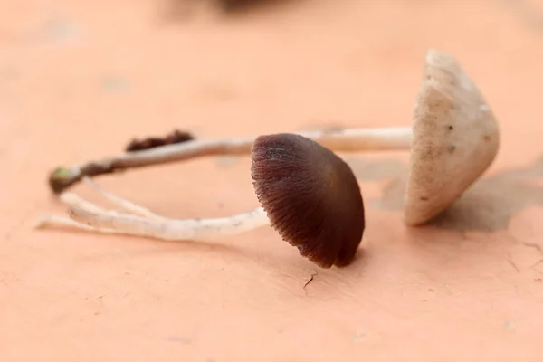 Wild Mushroom,close up shot — Stock Photo, Image