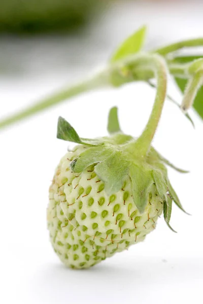 Frutta alla fragola, verde acerba, ripresa in studio — Foto Stock