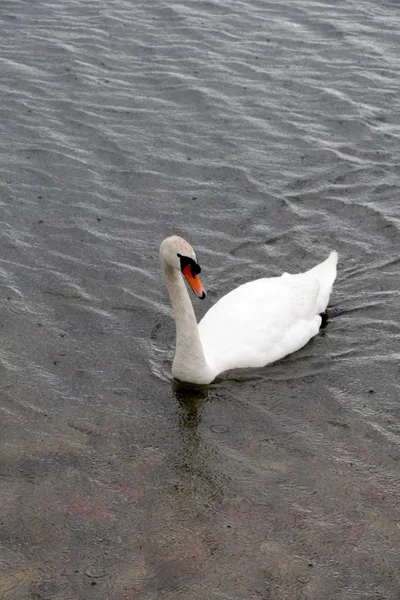 White swan in an lake ohrid in macedona — Stock Photo, Image