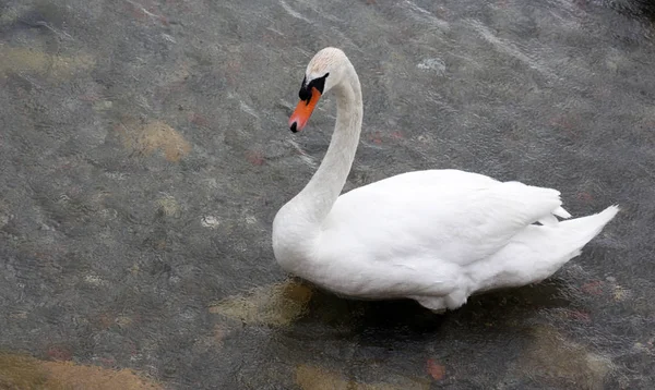 White swan in an lake ohrid in macedona — Stock Photo, Image