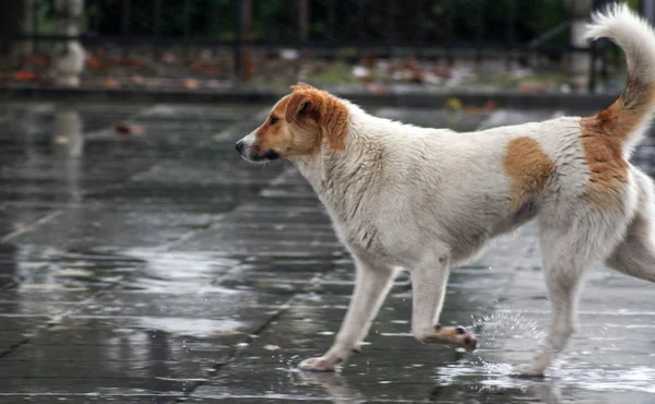 Sokak köpeği yağmur — Stok fotoğraf