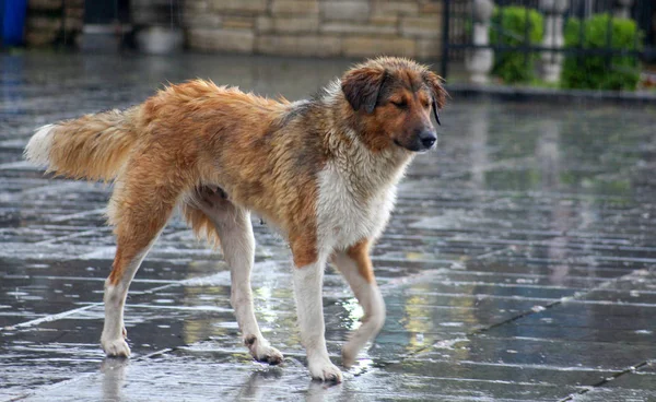 Az eső a kóbor kutyák — Stock Fotó