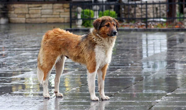 sokak köpeği yağmur