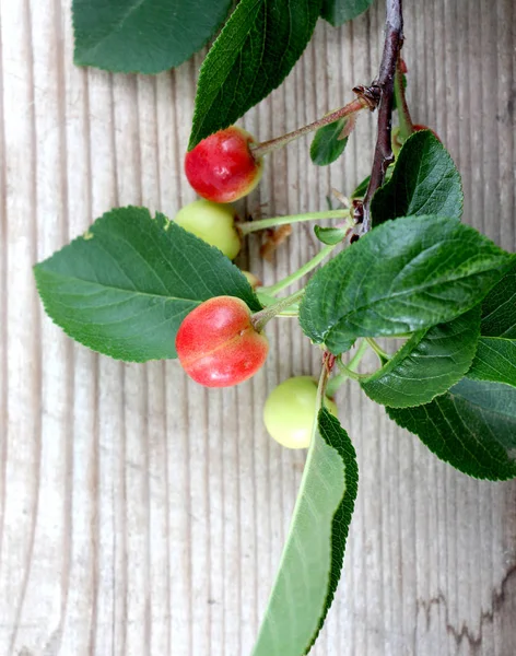 Cherry on wood background — Stock Photo, Image