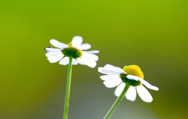 Camomilla nella natura — Foto Stock