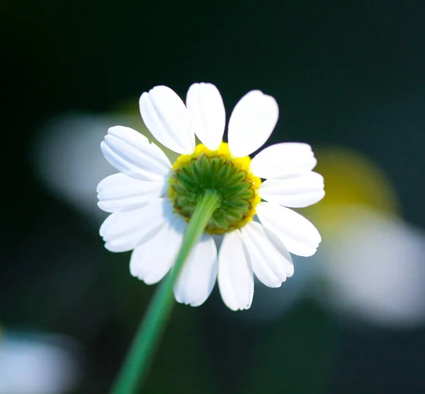 Camomilla nella natura — Foto Stock