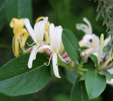 bir bahçede Hanımeli