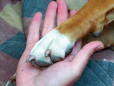 sarı bir köpek pençe ve insan eli, dostluk kavramı