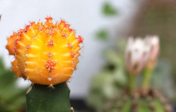 Oranžový kaktus květ — Stock fotografie