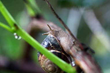 salyangoz bahçesinde dal