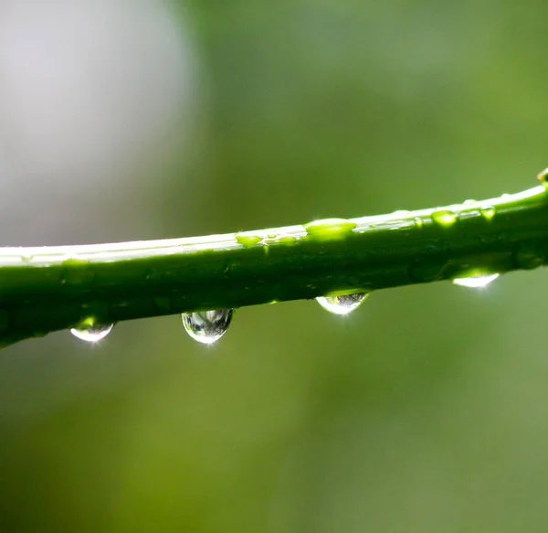 O belo galho de árvore de primavera com gotas de chuva, fundo macro — Fotografia de Stock