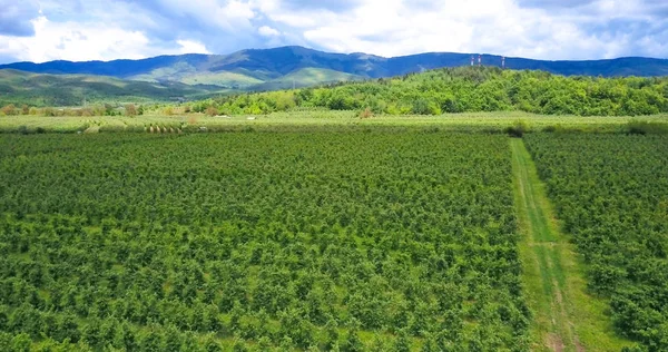 elma bahçelerinde, havadan görünümü, prespa, Makedonya