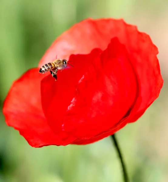Abeja en una flor de amapola — Foto de Stock