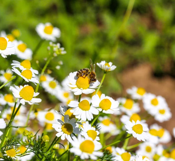 Imagen de una abeja en una flor de manzanilla en un sol de la mañana — Foto de Stock