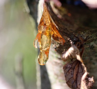 Güneş ışığı ile bir ağaçta reçine damlaları