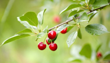 Kırmızı Kiraz dal hemen önce erken yaz aylarında hasat