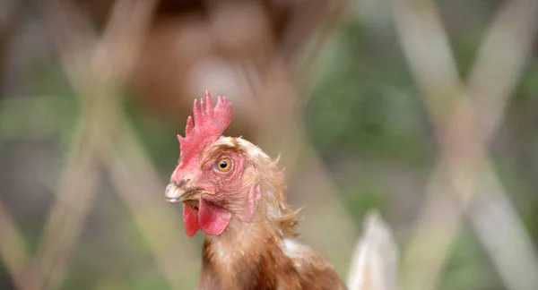 Brown tupp i en gård bur — Stockfoto