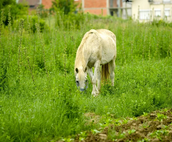 Vita hästen på gröna ängar — Stockfoto